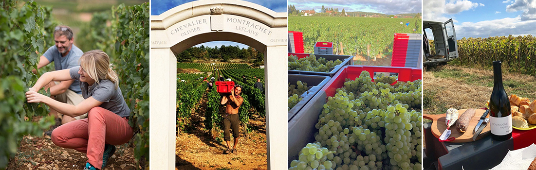 Guy Bocard - Olivier Leflaive - Marthenry Boillot Vendanges