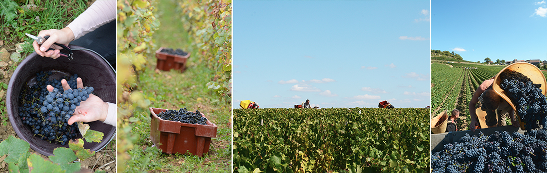 Côte-d'Or Tourisme / Rozenn Krebel - Michel Baudouin Travail vendangeurs