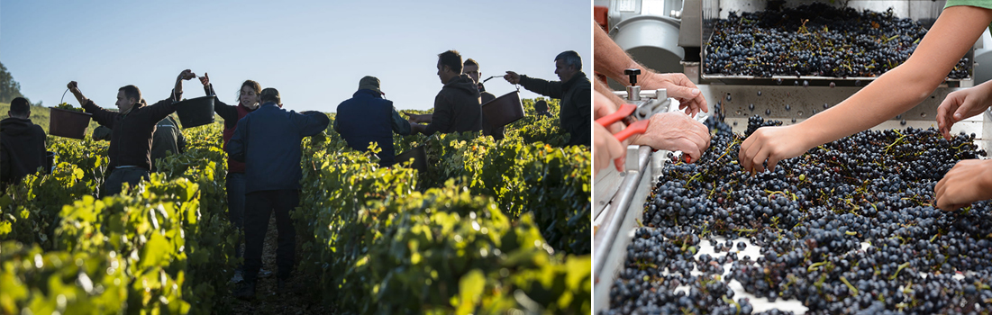 Aurélien Ibanez - BIVB / Michel Baudouin Vendanges tri